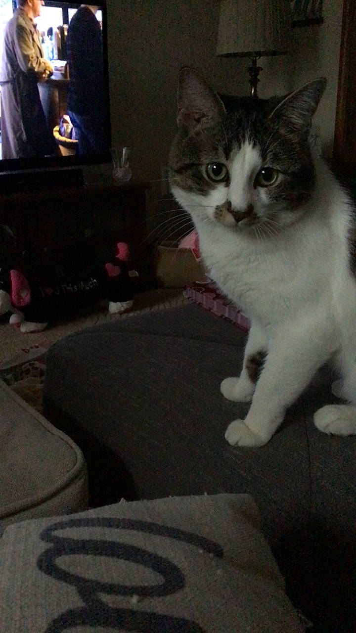 Max joined the competition — help win amazing prizes! cable_television, carnivore, cat, comfort, computer_keyboard, couch, domestic_short_haired_cat, entertainment_center, felidae, flooring, fur, paw, picture_frame, sitting, small_to_medium_sized_cats, snout, tail, television, television_set, whiskers