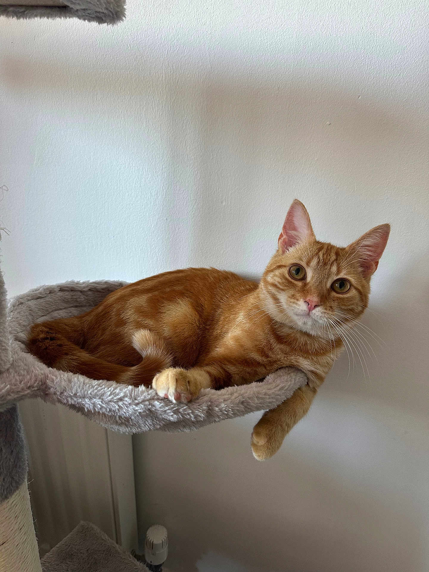 Oscar is registered to the contest to win money with this photo: cat, orange_tabby, pet, feline, indoor, cat_hammock, resting, relaxed, fur, whiskers, ears, paws, animal, cute, looking, soft, comfortable, home, wall, closeup