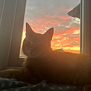 Oscar joined the competition — help win amazing prizes! cat, ginger_cat, sunset, window, clouds, sky, blanket, indoor, pet, feline, relaxed, animal, cozy, soft_light, orange, pink, silhouette, resting, domestic_cat, warm