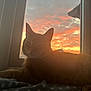 cat, ginger_cat, sunset, window, clouds, sky, blanket, indoor, pet, feline, relaxed, animal, cozy, soft_light, orange, pink, silhouette, resting, domestic_cat, warm
