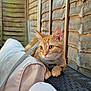 Oscar is registered to the contest to win money with this photo: cat, ginger_cat, pet, feline, animal, harness, cushion, wicker, wooden_fence, outdoor, curious, alert, close_up, fur, whiskers, ears, paws, domestic_cat, resting, nature