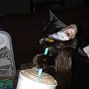 Freddy is registered to the contest to win money with this photo: animal, black_cat, cat, closeup, cozy, curious, cute, domestic_animal, drinking, face, fan, feline, foam_cup, furniture, indoor, paw, pet, playful, straw, yellow_eyes