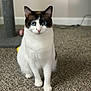 Nala is registered to the contest to win money with this photo: cat, indoor, carpet, scratching_post, pet, animal, blue_eyes, white_fur, brown_markings, sitting, feline, domestic_cat, cute, looking_at_camera, whiskers, ears, play_toy, home, floor, relaxed