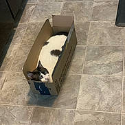 Nala joined the competition — help win amazing prizes! cat, box, cardboard, floor, tile_floor, indoor, pet, animal, black_and_white, fur, curious, cozy, resting, looking_up, domestic_cat, cute, small_space, home, quiet, relaxed