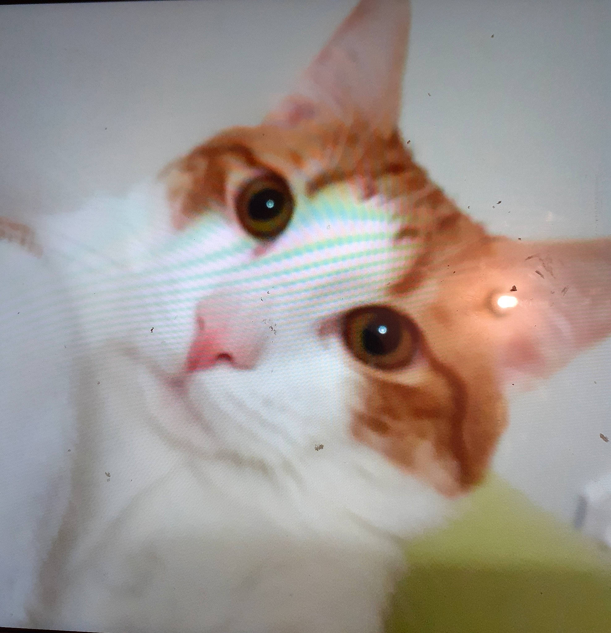 Siam a rejoint le concours — aidez-le/la à gagner de superbes lots ! carnivore, cat, domestic_short_haired_cat, ear, eye, eyelash, fawn, felidae, fur, head, small_to_medium_sized_cats, snout, whiskers