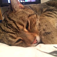 Kit joined the competition — help win amazing prizes!