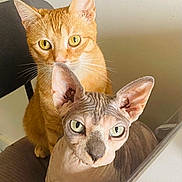 Winnie a rejoint le concours — aidez-le/la à gagner de superbes lots ! cat, orange_tabby, sphynx_cat, hairless_cat, pets, indoor, chair, feline, closeup, animal, curious, looking_at_camera, domestic_cat, two_cats, whiskers, ears, eyes, face, seated, companions