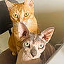 cat, orange_tabby, sphynx_cat, hairless_cat, pets, indoor, chair, feline, closeup, animal, curious, looking_at_camera, domestic_cat, two_cats, whiskers, ears, eyes, face, seated, companions