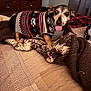 bed, black, blanket, brown, canine, cozy, curtains, cute, dog, dresser, fabric, furniture, gray, indoor, patterned, pet, resting, small_dog, sweater, tongue_out