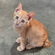 Chachat participe au concours pour gagner de l'argent avec cette photo : kitten, cat, orange_tabby, pet, animal, fur, whiskers, ears, floor, concrete, cute, small, curious, sitting, young, domestic_cat, feline, looking_up, indoor, alone