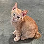 kitten, cat, orange_tabby, pet, animal, fur, whiskers, ears, floor, concrete, cute, small, curious, sitting, young, domestic_cat, feline, looking_up, indoor, alone