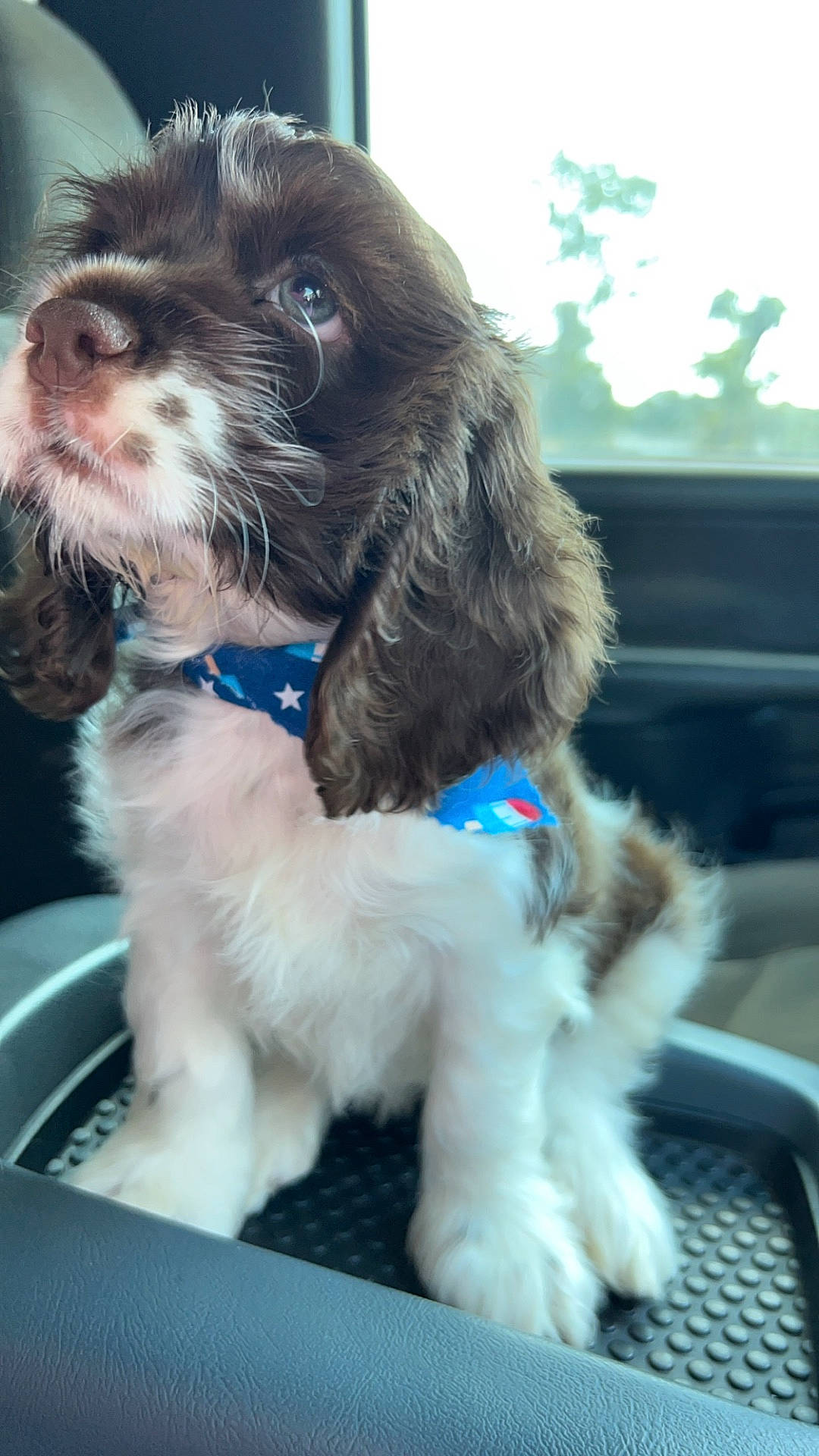 Copper joined the competition — help win amazing prizes! animal, canine, cat, cockerspaniel, dog, hound, machine, papillon, pet, poodle, puppy, spoke, terrier