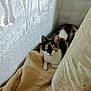 animal, blanket, calico, cat, closeup, corner, cozy, curious, curtain, domestic, feline, fur, green_eyes, indoor, patterned, pet, quiet, resting, soft_light, texture