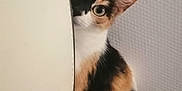 Athena a rejoint le concours — aidez-le/la à gagner de superbes lots ! cat, calico, curious, peeking, wide_eyes, fur, indoor, wall, texture, whiskers, ears, animal, pet, cute, feline, closeup, portrait, colorful, playful, hidden