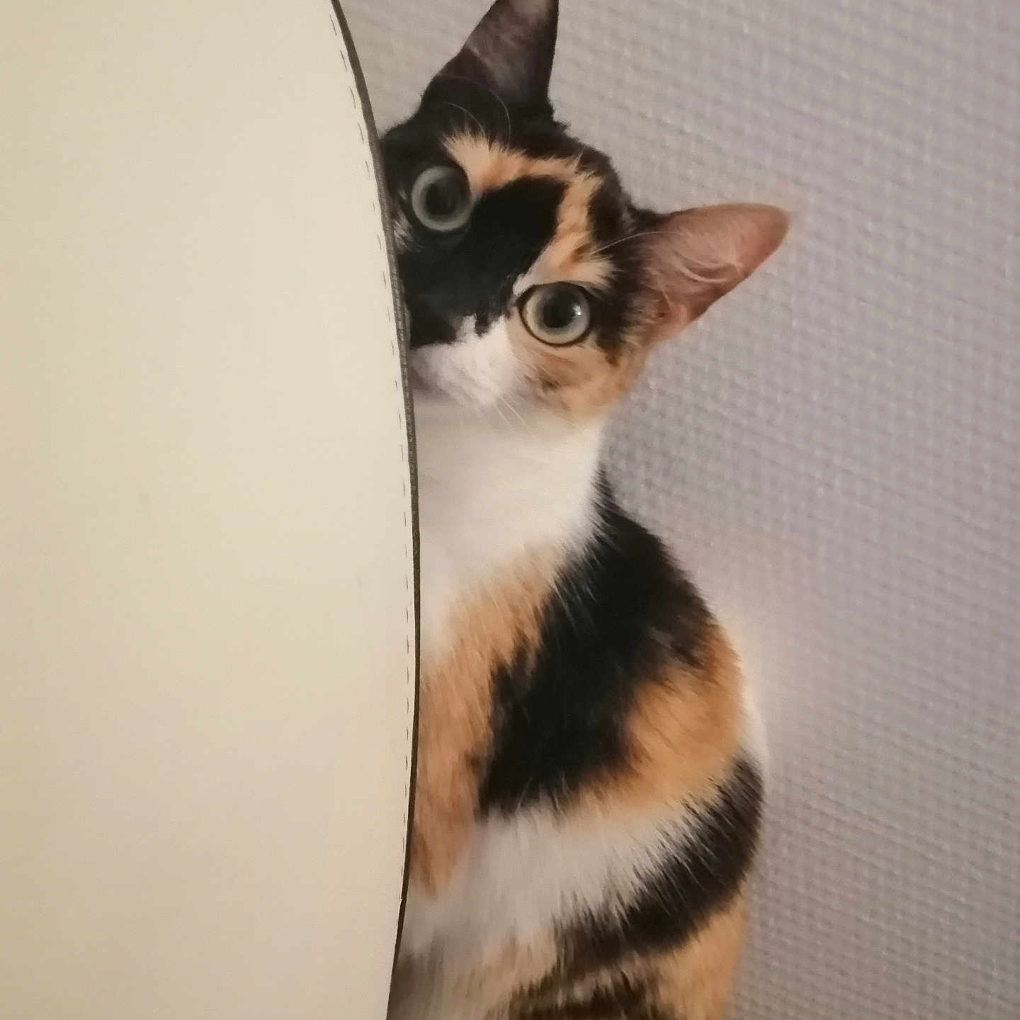 Athena a rejoint le concours — aidez-le/la à gagner de superbes lots ! animal, calico, cat, closeup, colorful, curious, cute, ears, feline, fur, hidden, indoor, peeking, pet, playful, portrait, texture, wall, whiskers, wide_eyes
