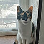 Athena participe au concours pour gagner de l'argent avec cette photo : cat, calico, windowsill, curtain, indoor, pet, animal, feline, whiskers, ears, tail, sitting, looking, closeup, natural_light, domestic, cute, fur, eyes, window