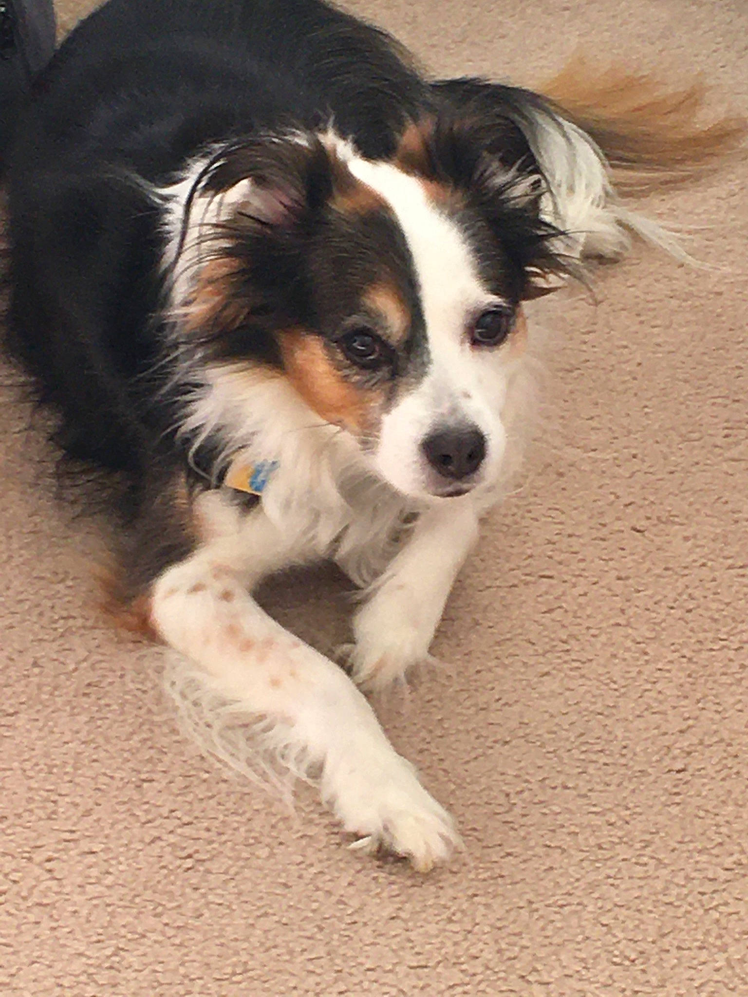 Gulliver joined the competition — help win amazing prizes! australian_collie, australian_shepherd, border_collie, canidae, carnivore, companion_dog, dog, dog_breed, mammal, miniature_australian_shepherd, papillon, phalene, puppy, rare_breed_dog, snout, sporting_group, vertebrate, welsh_sheepdog, working_dog