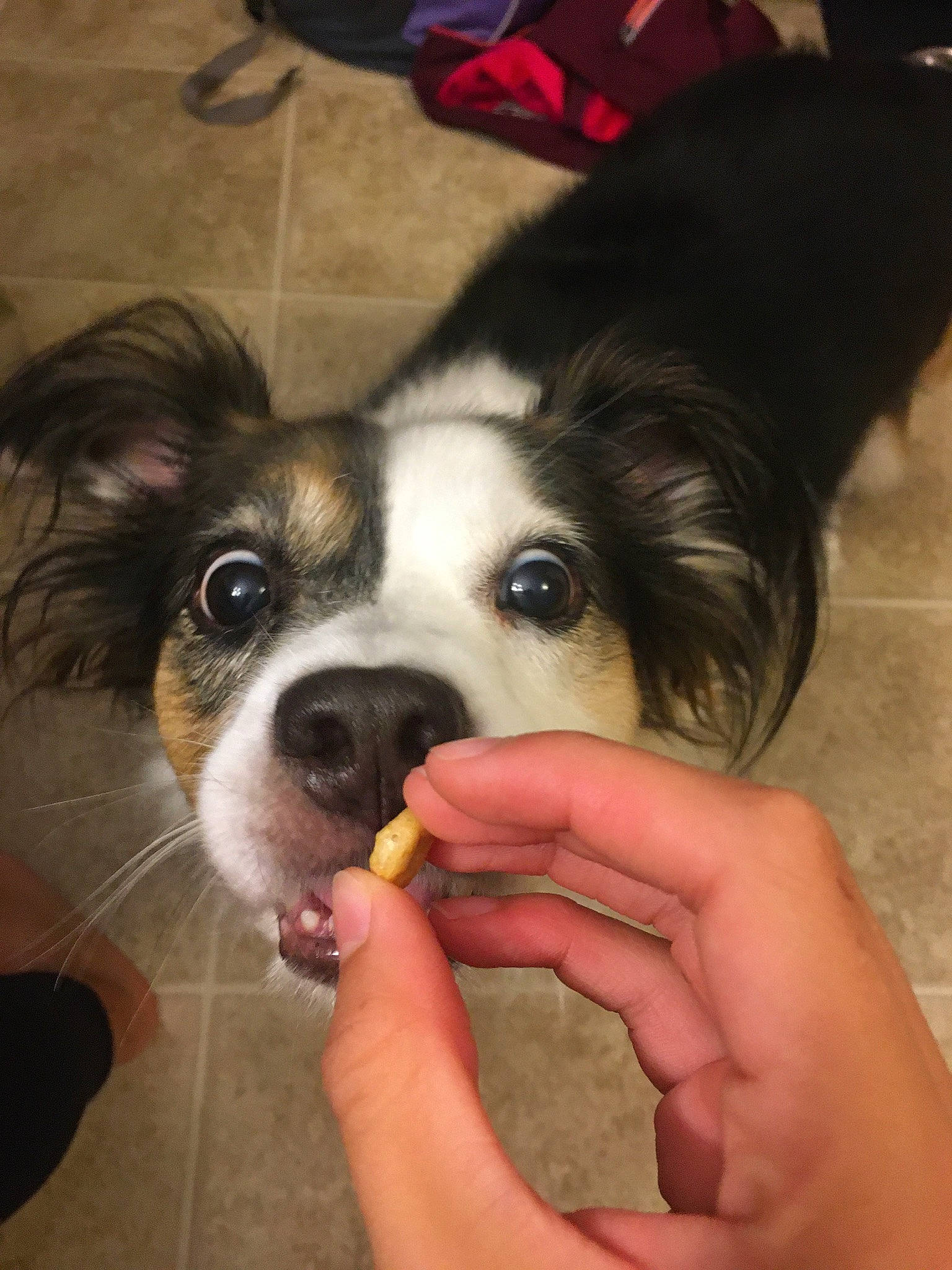 Gulliver joined the competition — help win amazing prizes! australian_shepherd, canidae, carnivore, cavalier_king_charles_spaniel, companion_dog, dog, dog_breed, ear, king_charles_spaniel, mammal, nose, phalene, puppy, puppy_love, rare_breed_dog, snout, sporting_group, toy_dog