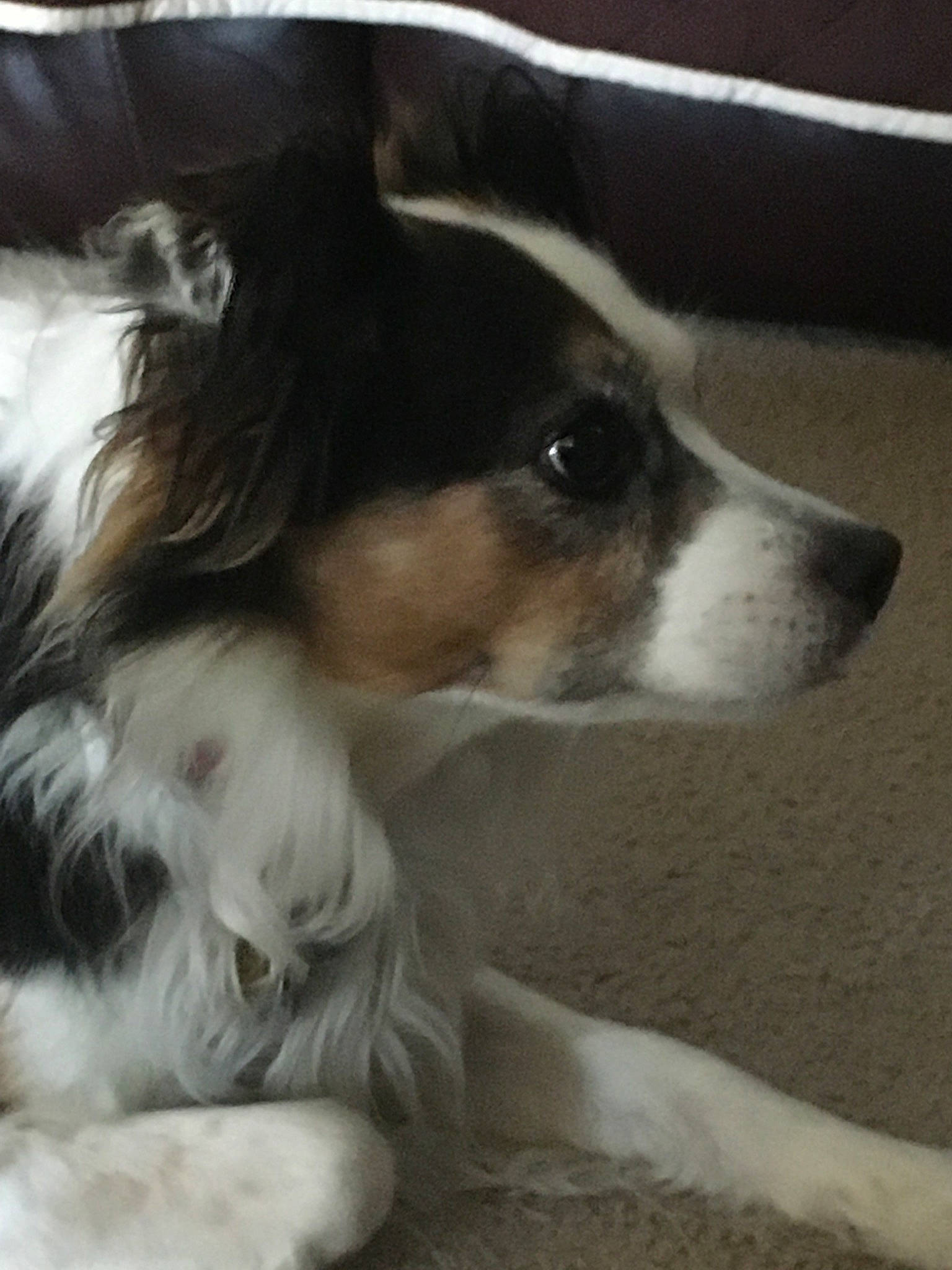 Gulliver joined the competition — help win amazing prizes! australian_shepherd, canidae, carnivore, companion_dog, dog, dog_breed, mammal, miniature_australian_shepherd, papillon, phalene, puppy, rare_breed_dog, snout, sporting_group, vertebrate