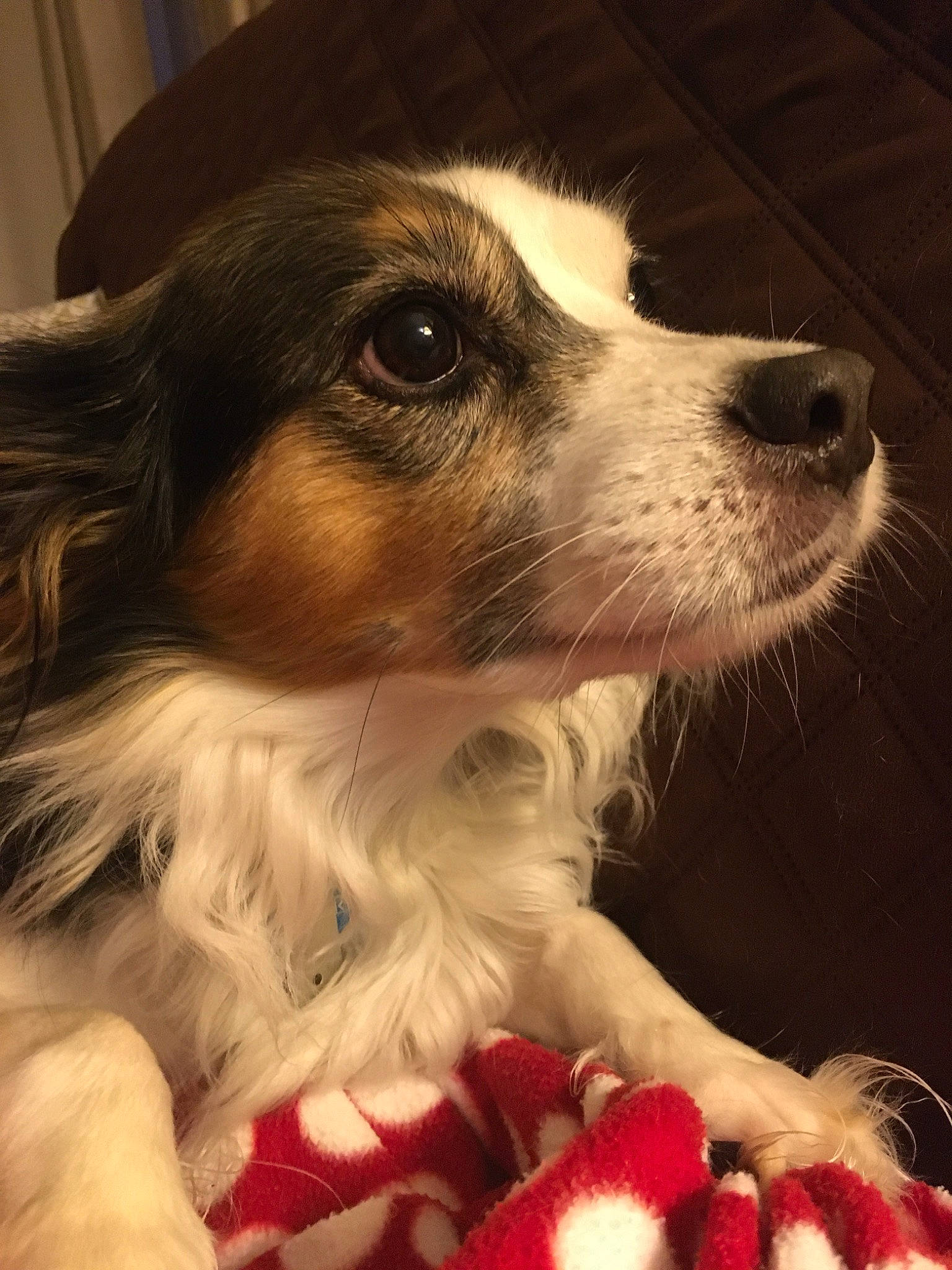 Gulliver is registered to the contest to win money with this photo: canidae, carnivore, companion_dog, dog, dog_breed, kooikerhondje, mammal, papillon, phalene, puppy, rare_breed_dog, snout, sporting_group, vertebrate, whiskers