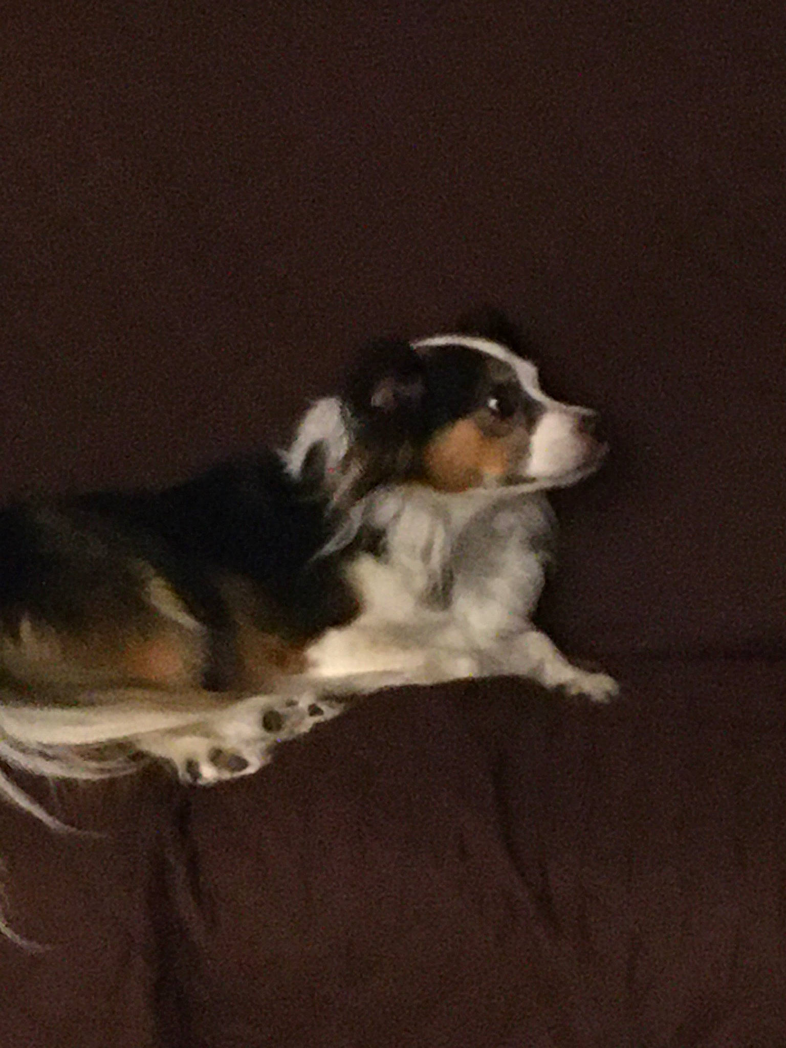 Gulliver is registered to the contest to win money with this photo: australian_shepherd, border_collie, canidae, carnivore, dog, dog_breed, mammal, miniature_australian_shepherd, puppy, sporting_group, vertebrate