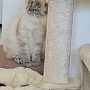 Nala a rejoint le concours — aidez-le/la à gagner de superbes lots ! cat, fluffy, blue_eyes, cat_tree, beige, curious, pet, indoor, furniture, soft_texture, animal, cute, head_tilt, domestic_cat, whiskers, paws, resting, playful, cozy, household