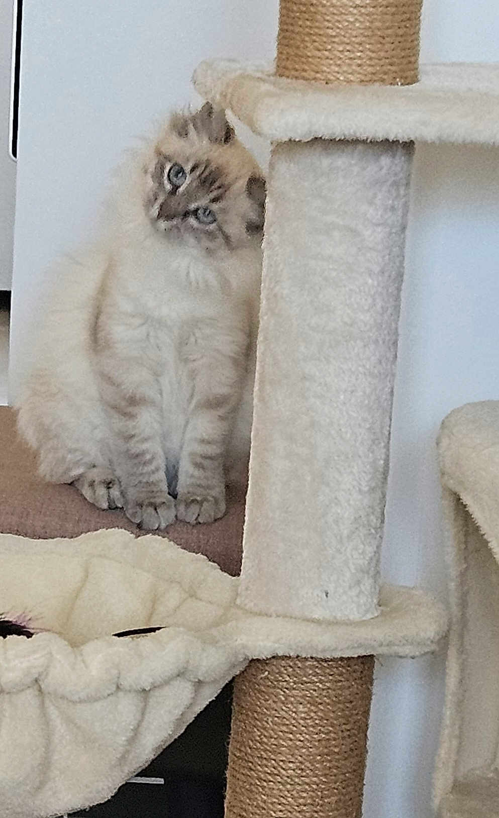 Nala a rejoint le concours — aidez-le/la à gagner de superbes lots ! cat, fluffy, blue_eyes, cat_tree, beige, curious, pet, indoor, furniture, soft_texture, animal, cute, head_tilt, domestic_cat, whiskers, paws, resting, playful, cozy, household