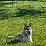 Kyarra a rejoint le concours — aidez-le/la à gagner de superbes lots ! dog, grass, outdoor, sunlight, pet, canine, happy, tongue_out, lying_down, nature, greenery, animal, summer, daytime, fur, ears_up, collar, mammal, playful, relaxed