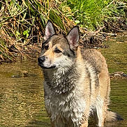 Kyarra a rejoint le concours — aidez-le/la à gagner de superbes lots ! dog, water, wet_fur, outdoor, nature, greenery, river, animal, canine, fur, standing, sunlight, reflection, mammal, daylight, wildlife, shallow_water, ears, snout, natural