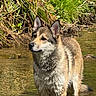 dog, water, wet_fur, outdoor, nature, greenery, river, animal, canine, fur, standing, sunlight, reflection, mammal, daylight, wildlife, shallow_water, ears, snout, natural