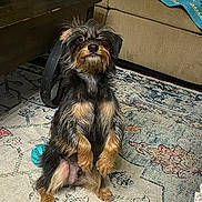 Ryder is registered to the contest to win money with this photo: dog, pet, indoor, carpet, rug, toy, living_room, furniture, coffee_table, curious, scruffy, small_dog, brown, black, fur, alert, sitting, animal, cute, household