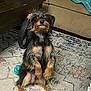 dog, pet, indoor, carpet, rug, toy, living_room, furniture, coffee_table, curious, scruffy, small_dog, brown, black, fur, alert, sitting, animal, cute, household