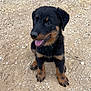 puppy, rottweiler, dog, animal, pet, sitting, outdoor, gravel, dirt, young, cute, black, brown, fur, canine, happy, tongue, ears, looking_up, playful
