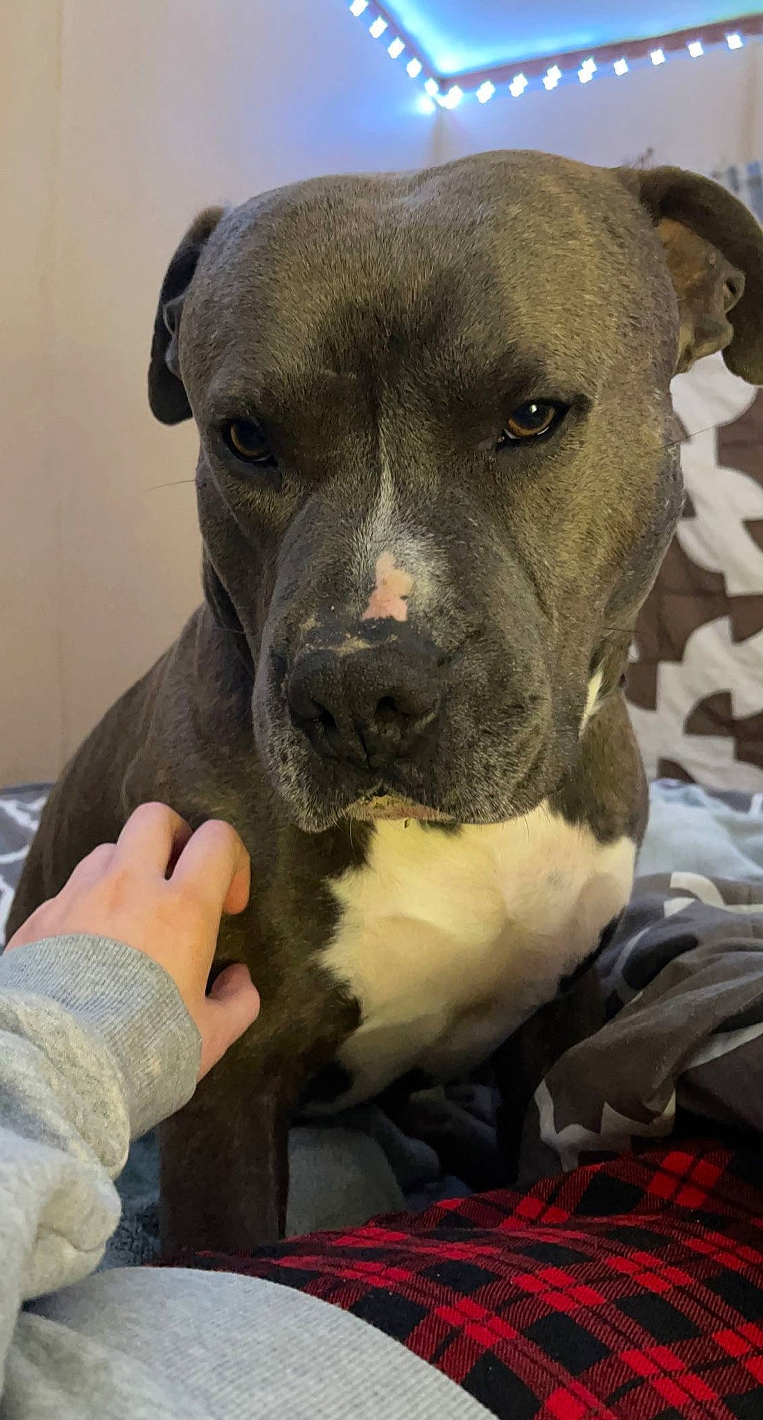 Jax joined the competition — help win amazing prizes! canidae, carnivore, collar, comfort, companion_dog, dog, dog_breed, fawn, fur, molosser, pattern, pet_supply, plaid, snout, sporting_group, tartan, terrestrial_animal, whiskers, working_animal, working_dog