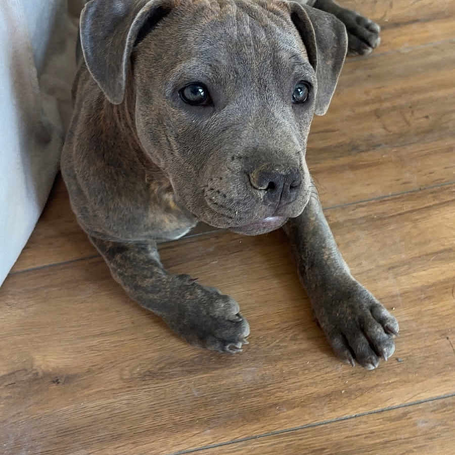 Sarabi participe au concours pour gagner de l'argent avec cette photo : blanket, brindle, canine, companion, cozy, curious, dog, domestic, ears, floor, furniture_leg, indoor, looking_up, lying_down, paws, pet, puppy, snout, wooden_floor, young_dog