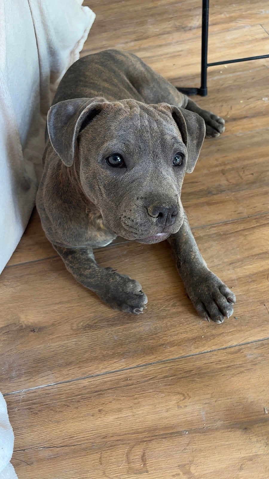 Sarabi
