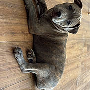 Sarabi a rejoint le concours — aidez-le/la à gagner de superbes lots ! dog, puppy, pitbull, brindle, floor, wooden_floor, pet, animal, lying_down, looking_back, ears, tail, cute, domestic_animal, canine, young_dog, indoor, fur, whiskers, paw