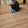 puppy, dog, toy, plush_toy, blue, wooden_floor, indoor, fan, furniture, pet, playing, animal, flooring, brown, cute, canine, domestic_animal, fun, young_dog, house