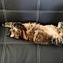 cat, tabby, fluffy, sleeping, relaxed, couch, furniture, leather, black, white_stitching, indoor, pet, animal, cozy, resting, long_body, whiskers, paw, feline, comfort