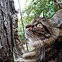 Pitoune Reine a rejoint le concours — aidez-le/la à gagner de superbes lots ! cat, tabby_cat, animal, whiskers, fur, tree, bark, nature, outdoor, greenery, close_up, profile, curious, eyes, mammal, pet, forest, wildlife, fauna, feline