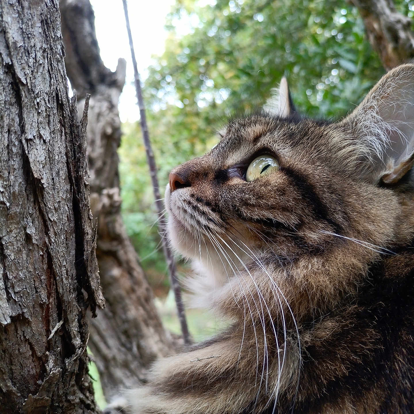 Pitoune Reine a rejoint le concours — aidez-le/la à gagner de superbes lots ! animal, bark, cat, close_up, curious, eyes, fauna, feline, forest, fur, greenery, mammal, nature, outdoor, pet, profile, tabby_cat, tree, whiskers, wildlife