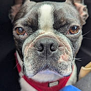 Touka a rejoint le concours — aidez-le/la à gagner de superbes lots ! dog, bulldog, french_bulldog, pet, animal, close_up, portrait, face, muzzle, wrinkles, ears, eyes, nose, red_harness, blue_fabric, indoors, car_interior, seated, looking_at_camera, funny