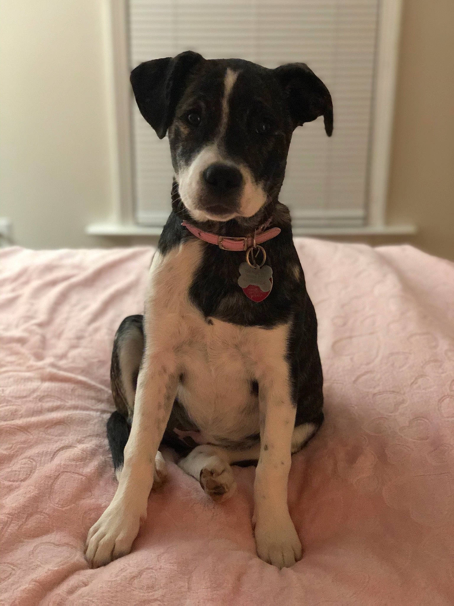 Rosie joined the competition — help win amazing prizes! canidae, carnivore, companion_dog, danish_swedish_farmdog, dog, dog_breed, dog_collar, fawn, feist, mammal, non_sporting_group, potcake_dog, puppy, rare_breed_dog, rat_terrier, snout, sporting_group, vertebrate, whiskers
