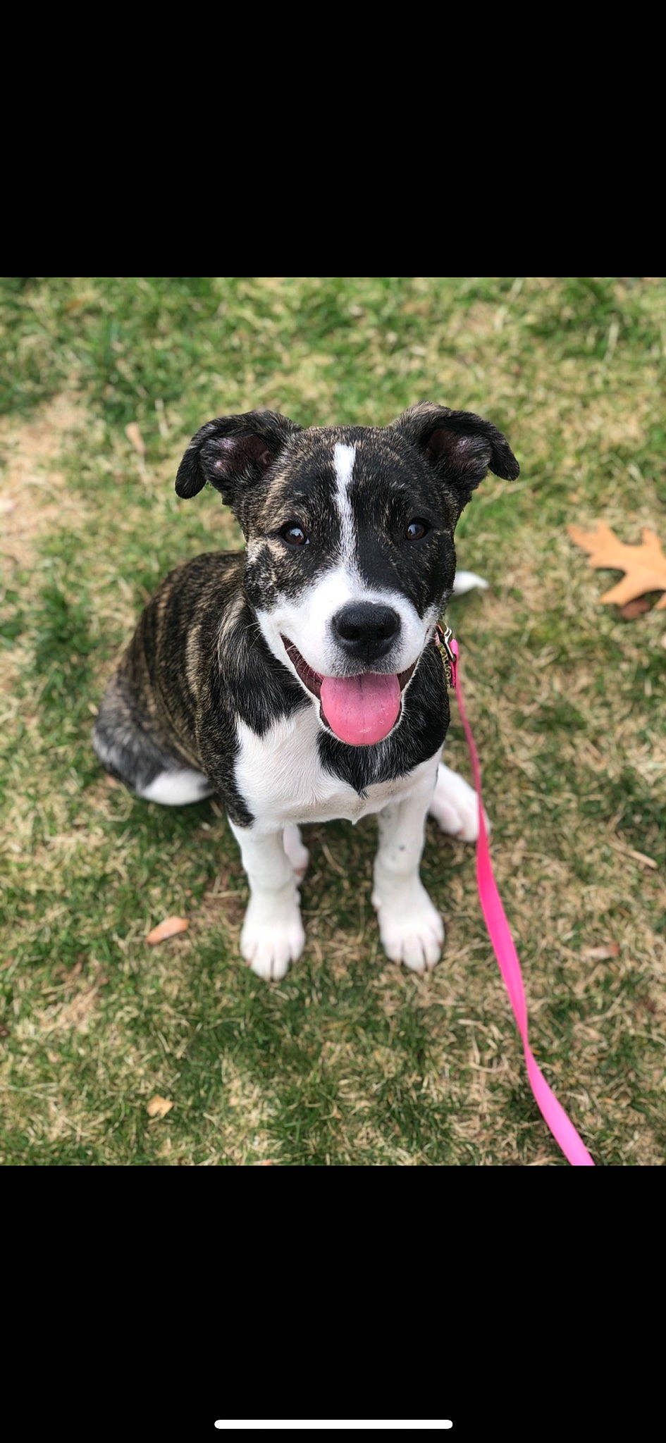 Rosie joined the competition — help win amazing prizes! american_pit_bull_terrier, american_staffordshire_terrier, canidae, carnivore, catahoula_bulldog, dog, dog_breed, dog_collar, fawn, mammal, non_sporting_group, pit_bull, rare_breed_dog, snout, sporting_group, staffordshire_bull_terrier, terrier, vertebrate