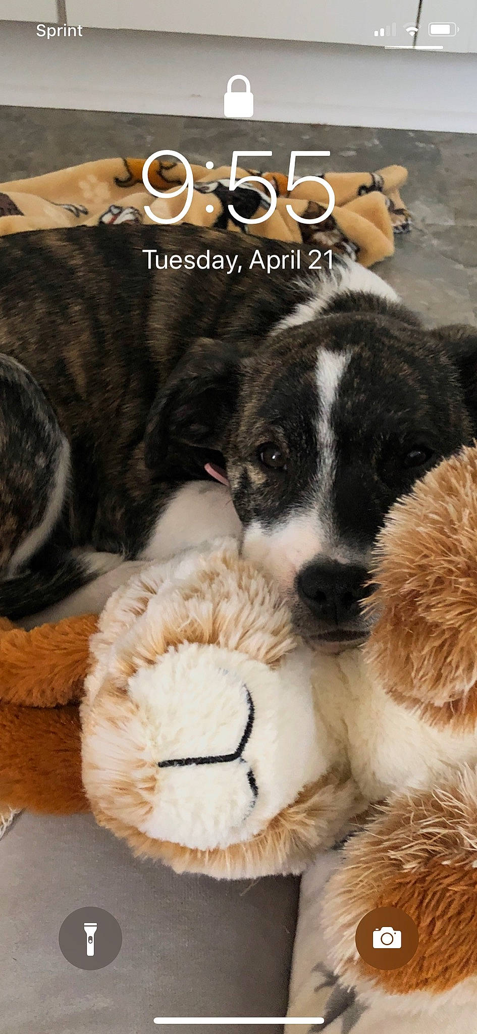 Rosie is registered to the contest to win money with this photo: ancient_dog_breeds, canidae, carnivore, companion_dog, dog, dog_breed, dog_toy, fur, moscow_watchdog, paw, photo_caption, puppy, puppy_love, rafeiro_do_alentejo, rare_breed_dog, sporting_group, st_bernard