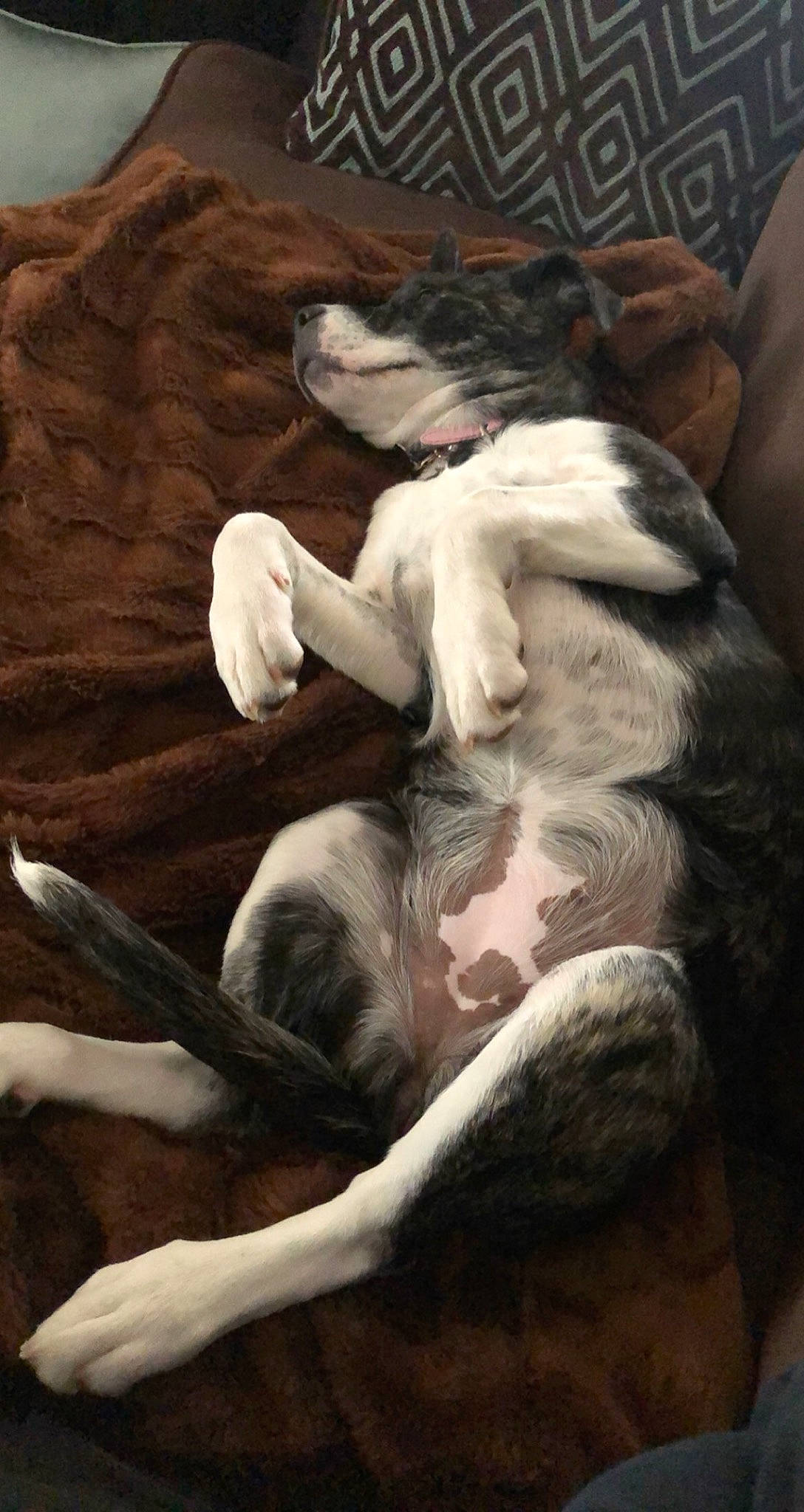 Rosie is registered to the contest to win money with this photo: art, canidae, fur, illustration, painting