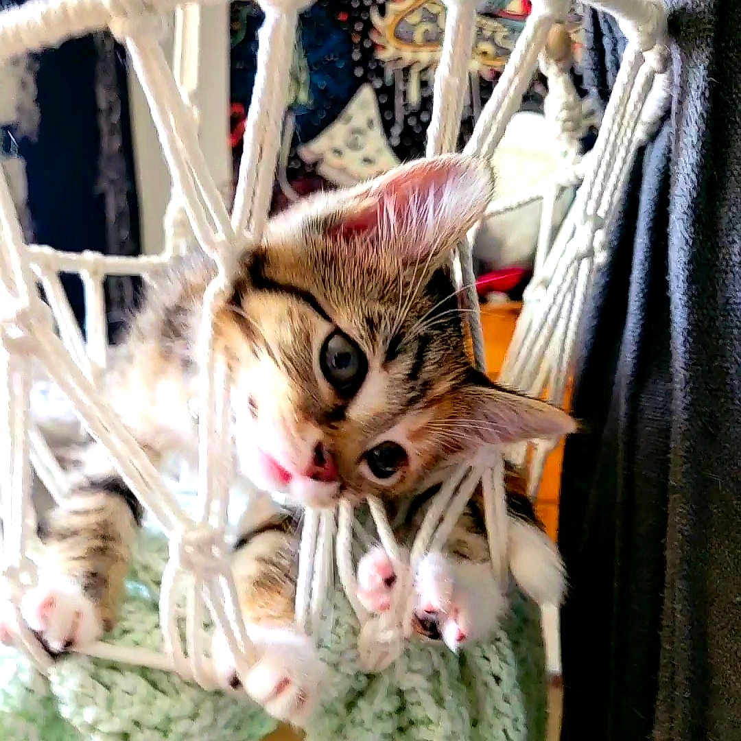 Karma joined the competition — help win amazing prizes! abyssinian, animal, basket, bed, cat, chair, crib, face, furniture, hammock, head, infantbed, kitten, manx, ocelot, person, pet, photography, portrait, sleeping