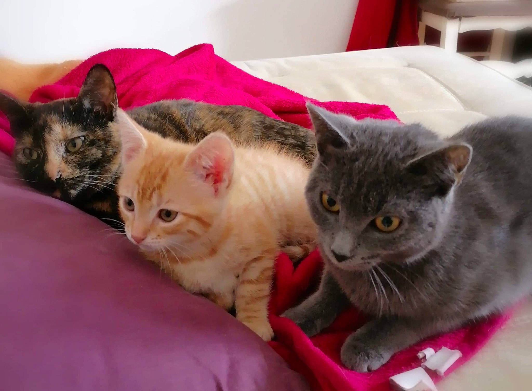 Gala participe au concours pour gagner de l'argent avec cette photo : bed, carnivore, cat, cat_supply, claw, comfort, domestic_short_haired_cat, fawn, felidae, fur, linens, mammal, paw, pet_supply, small_to_medium_sized_cats, snout, tail, vertebrate, whiskers