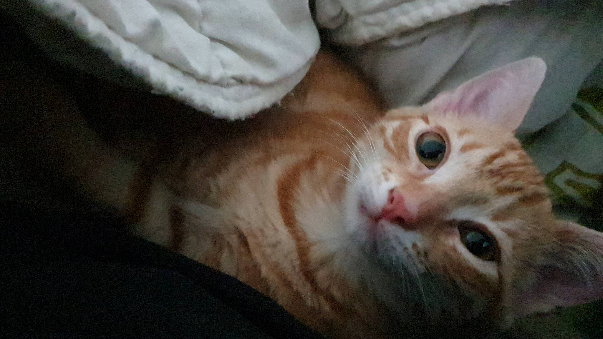 Gala participe au concours pour gagner de l'argent avec cette photo : carnivore, cat, claw, comfort, domestic_short_haired_cat, ear, fawn, felidae, fur, paw, small_to_medium_sized_cats, tail, tree, whiskers, window, wood