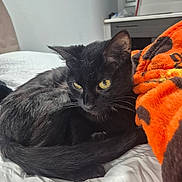 Midnight Girl is registered to the contest to win money with this photo: bed, black_cat, blanket, cat, close_up, cozy, curled_tail, domestic_animal, feline, fur, household, indoor, orange_blanket, pet, relaxed, resting, sleepy, soft_texture, whiskers, yellow_eyes